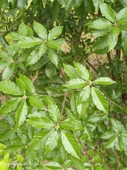 Lithocarpus konishii