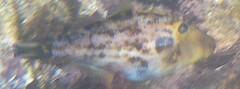 Scobinichthys granulatus