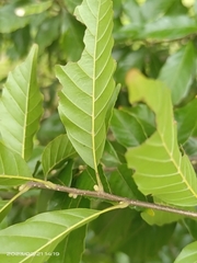 Lithocarpus konishii