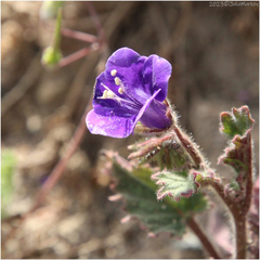 Phacelia minor