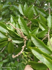Lithocarpus konishii