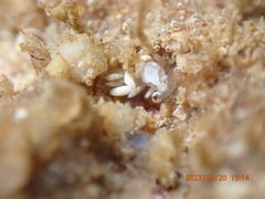 Trinchesia albocrusta