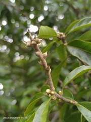 Lithocarpus konishii