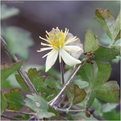 Clematis pauciflora