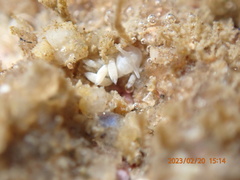 Trinchesia albocrusta