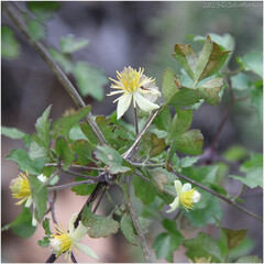 Clematis pauciflora
