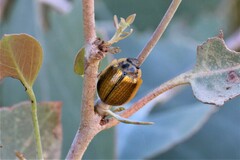 Paropsisterna agricola