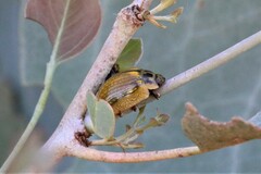 Paropsisterna agricola