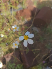 Coreocarpus parthenioides
