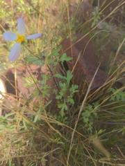 Coreocarpus parthenioides