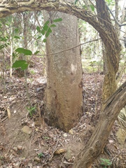 Flindersia australis