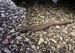 Ambystoma barbouri