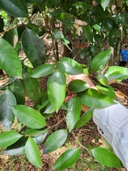 Cryptocarya