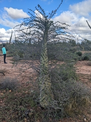 Fouquieria columnaris
