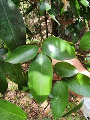 Cryptocarya