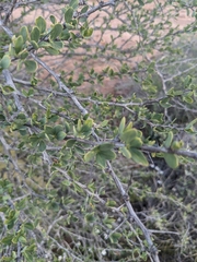 Fouquieria columnaris