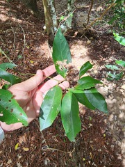 Cryptocarya