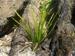 Isoetes maritima
