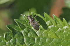 Heterogaster urticae