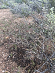 Cylindropuntia tesajo