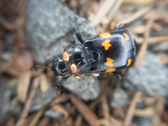 Nicrophorus defodiens