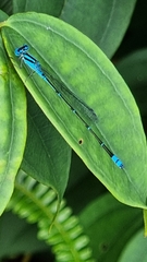 Pseudagrion microcephalum