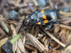 Nicrophorus defodiens