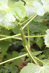 Cnidoscolus aconitifolius