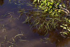 Sparganium hyperboreum