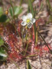 Drosera rotundifolia