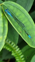 Pseudagrion microcephalum