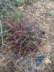 Ferocactus gracilis