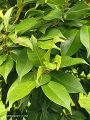 Syzygium simile