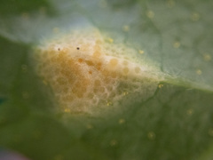 Puccinia caricina