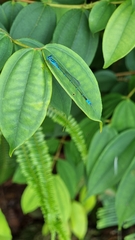 Pseudagrion microcephalum