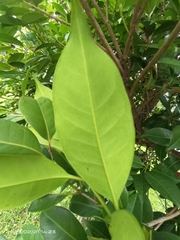 Syzygium simile