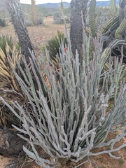 Euphorbia lomelii