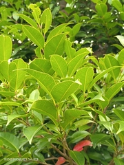 Syzygium simile