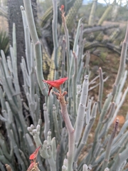 Euphorbia lomelii
