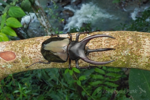 Moellenkampi Beetle photo 4