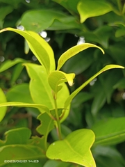 Syzygium simile