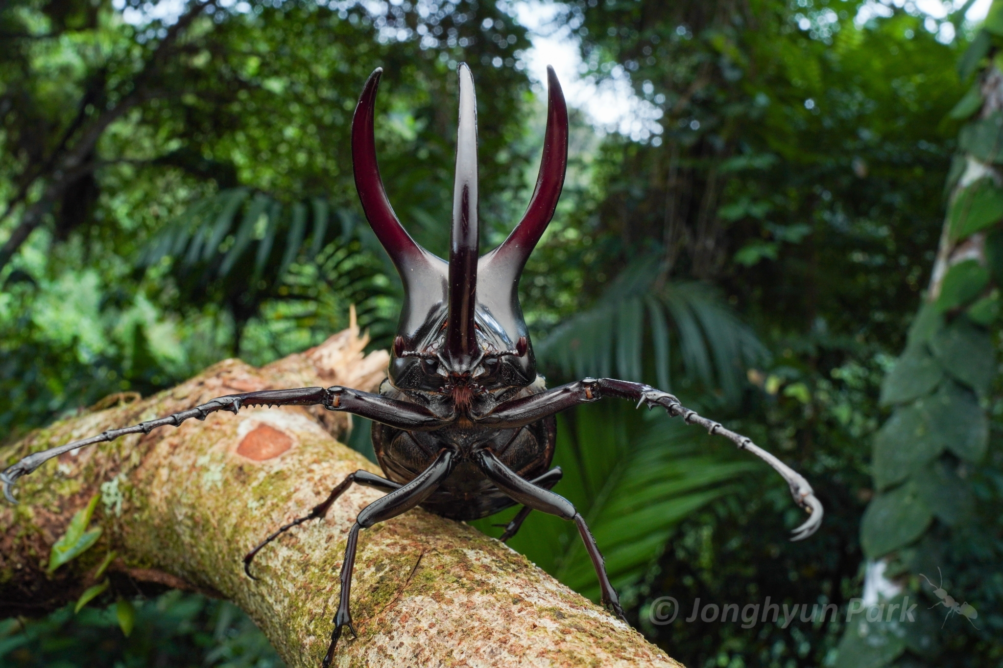 Moellenkampi Beetle (Chalcosoma moellenkampi) · iNaturalist