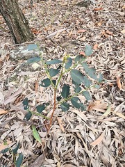 Breynia oblongifolia