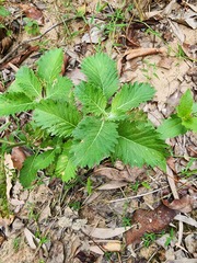 Centratherum punctatum