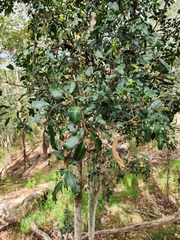 Cupaniopsis parvifolia