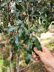 Cupaniopsis parvifolia