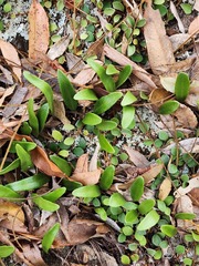 Pyrrosia