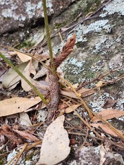 Davallia solida pyxidata