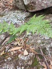Davallia solida pyxidata