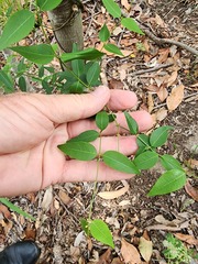 Secamone elliptica